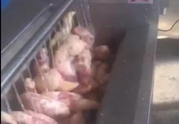 根莖類全自動(dòng)洗菜機(jī)-紅薯、馬鈴薯智能洗菜機(jī)